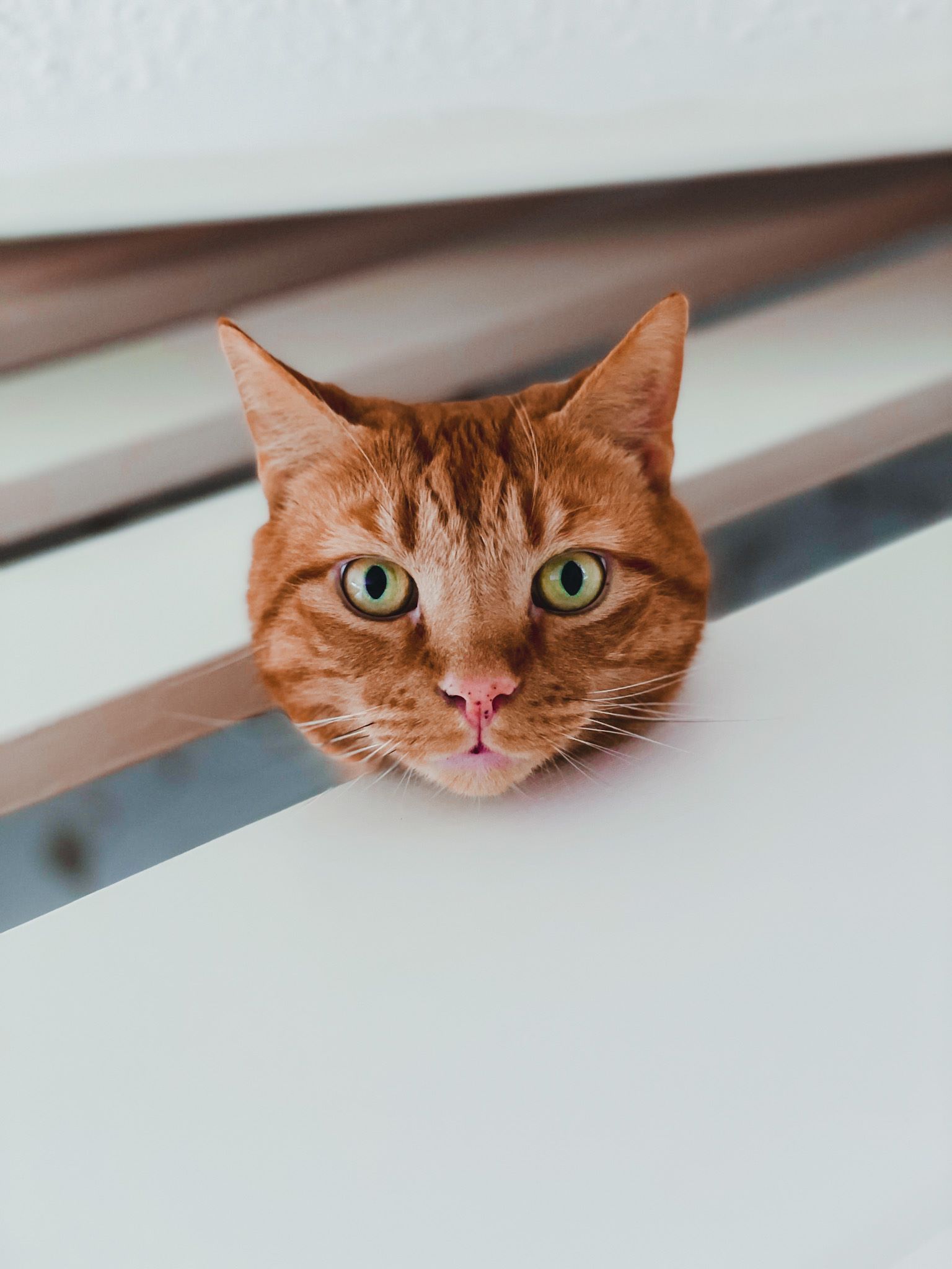 Pet Photography